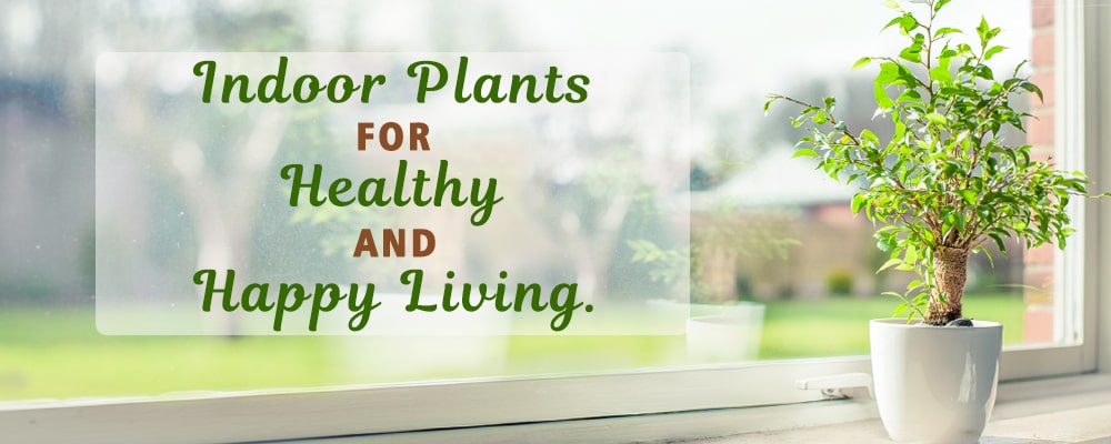 Best Indoor Plants to Make Your Home Feel Breezy and Look Attractive