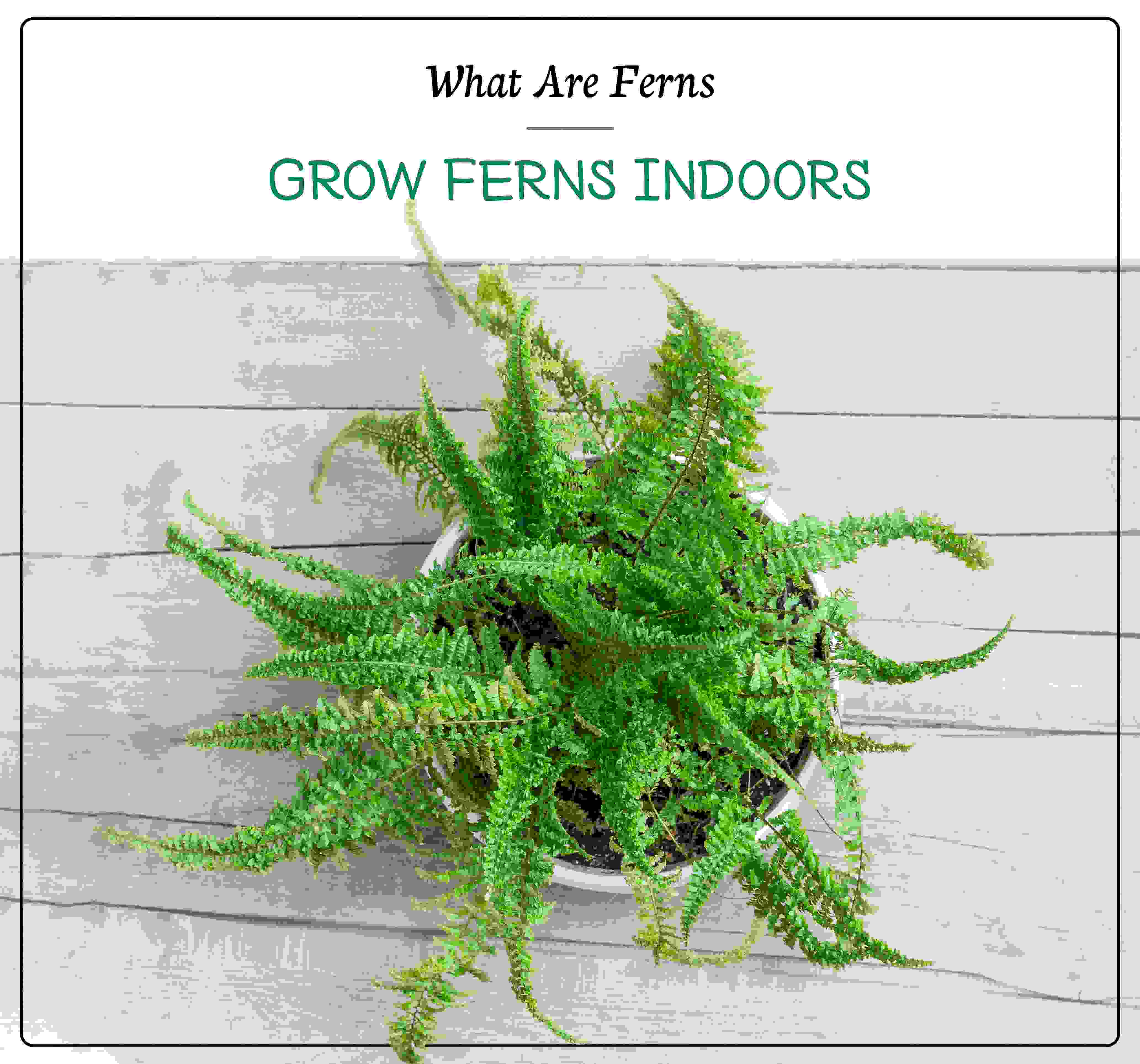 Ferns Plants