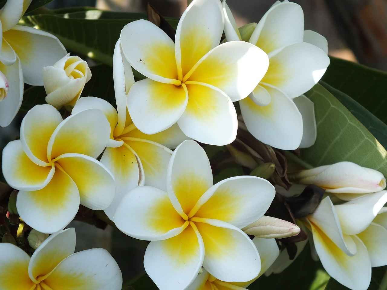 Fabulous Frangipani: the Unique Types and How You Can Use Them at Home