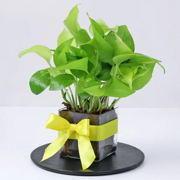best plant to gift