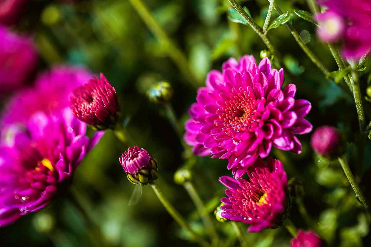 top 10 flowers that bloom all year