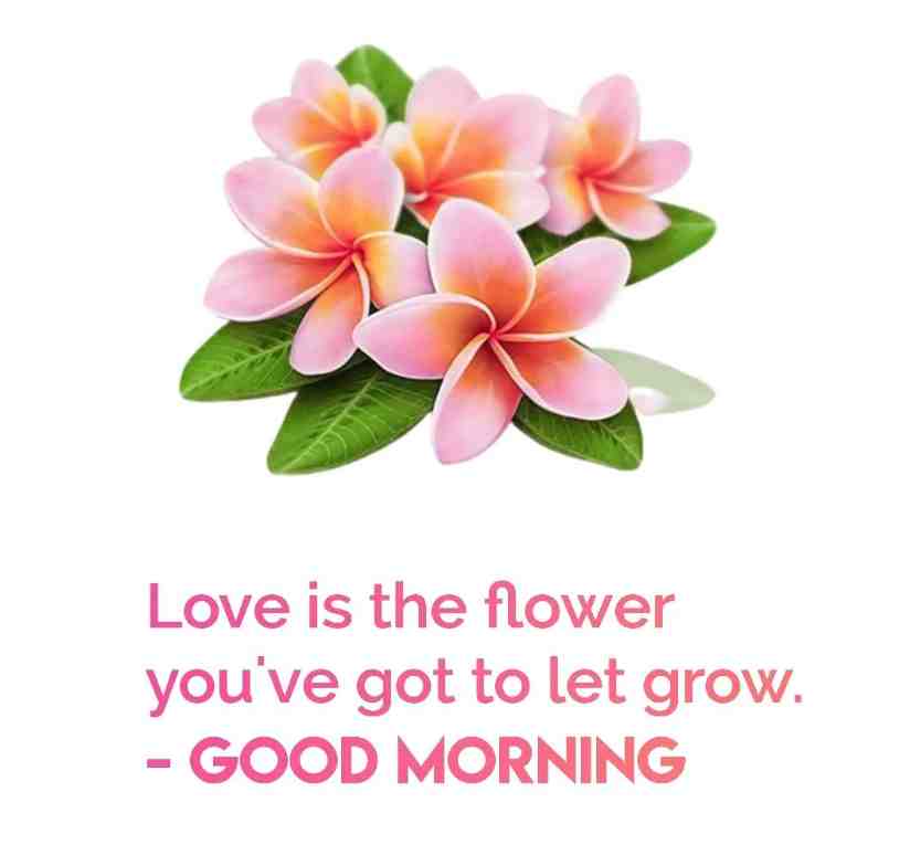 https://www.igp.com/blog/wp-content/uploads/2023/03/Good-Morning-Images-with-Flower-2.jpg