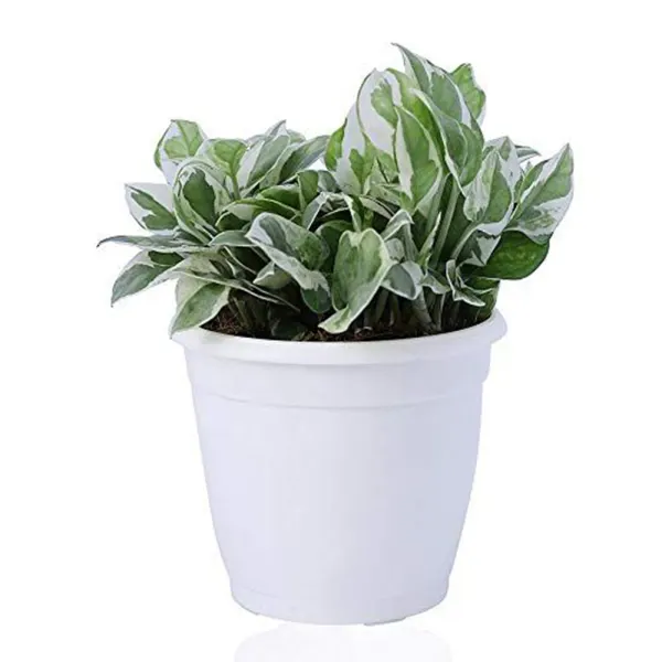 Best Air-Purifying Plants