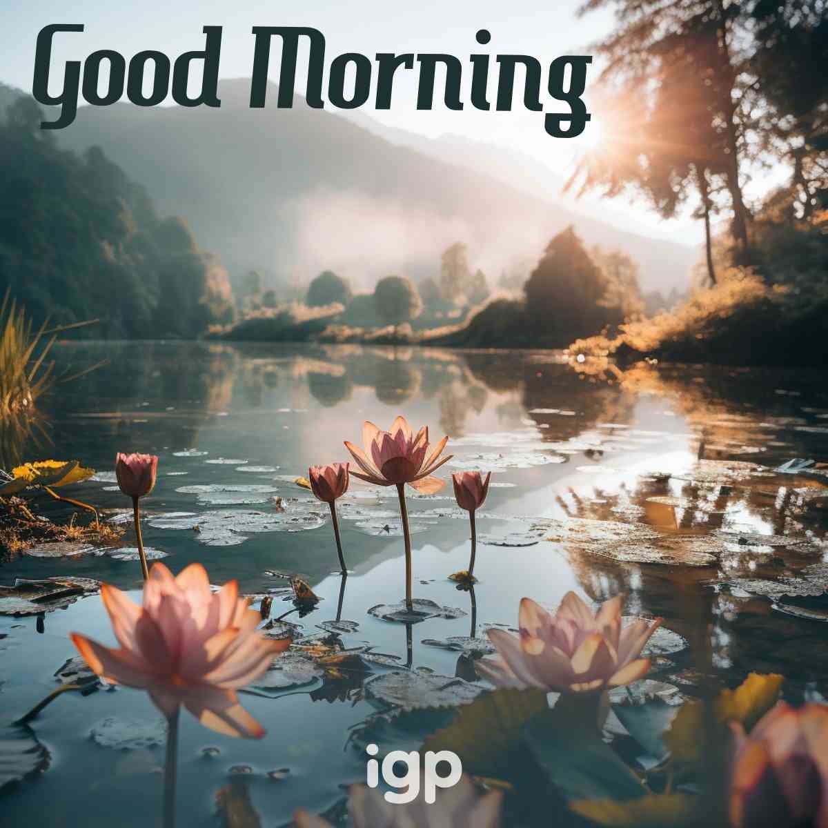 https://www.igp.com/blog/wp-content/uploads/2023/09/good-morning-image-with-lotus.jpg