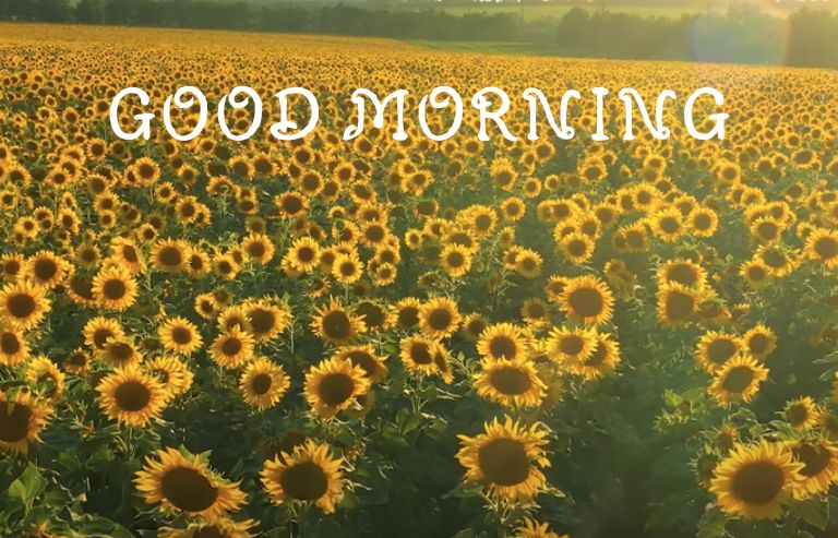 Good Morning Images Sunflower